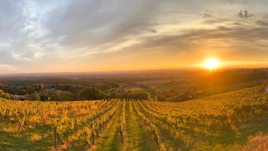 Weinberg Aussicht in Klöch. (Michael Grill)
