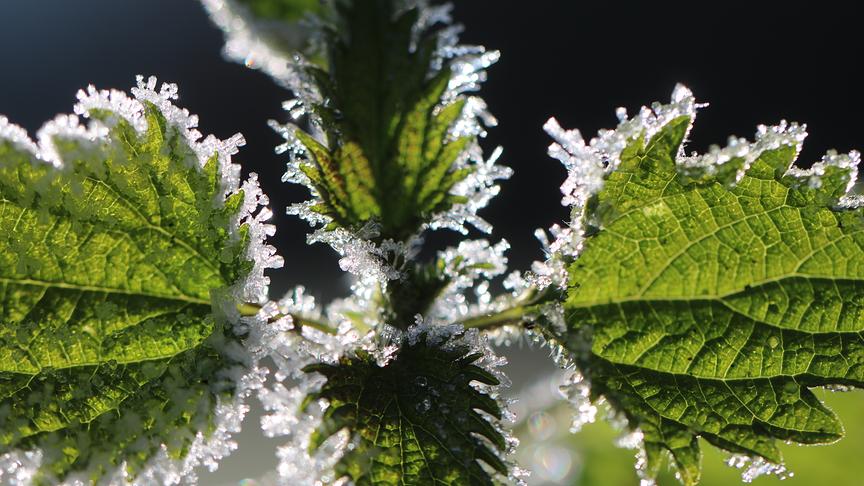 Morgenfrost auf einer Brennnessel (Walter Hochfellner)