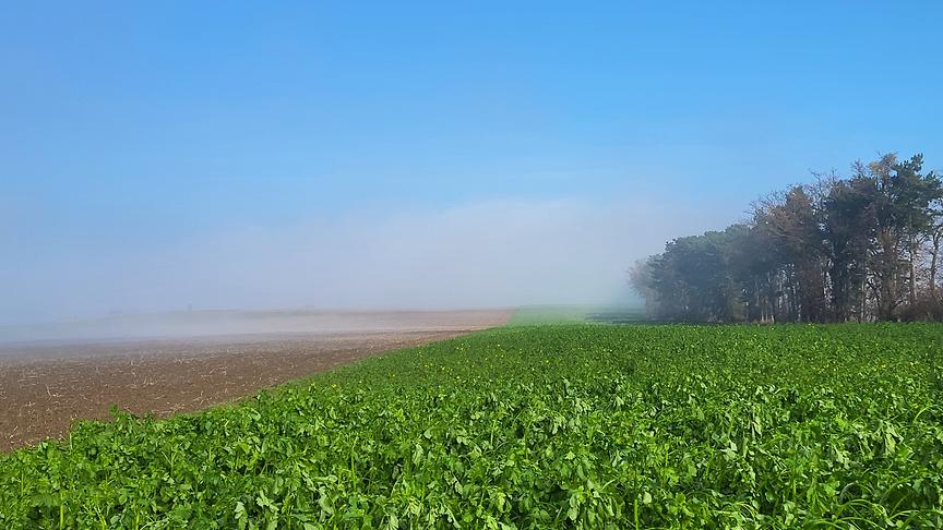 Nebelschwaden in der "Sonnleiten" (Maria Luise Ziegler)