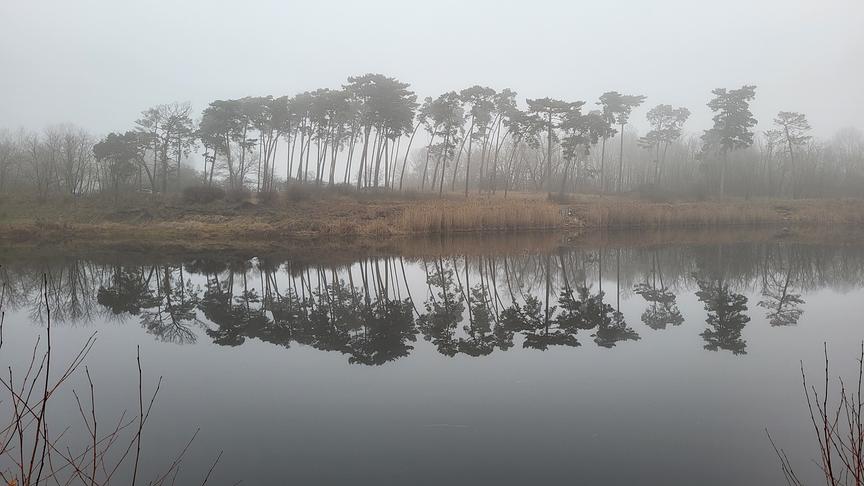 In der nebligen Kulisse spiegeln sich eine Gruppe Bäume im Gewässer.