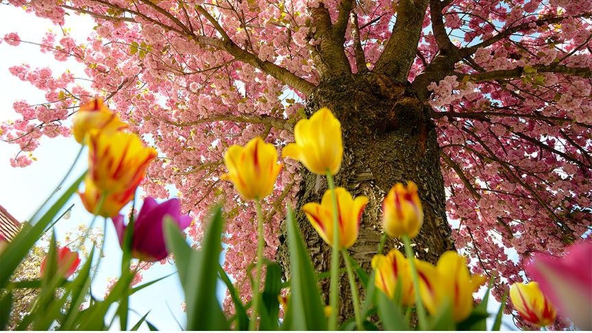Von unten fotografierte bunte Tulpen und rose blühender Baum bei hellem Licht.