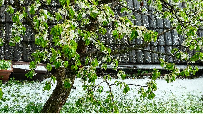 Ein blühender Baum in einem Garten bei Hagel.
