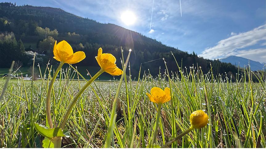 Wiese mit Blumen im Morgentau. Im Hintergrund strahlt die Sonne über einem bewaldeten Berg.