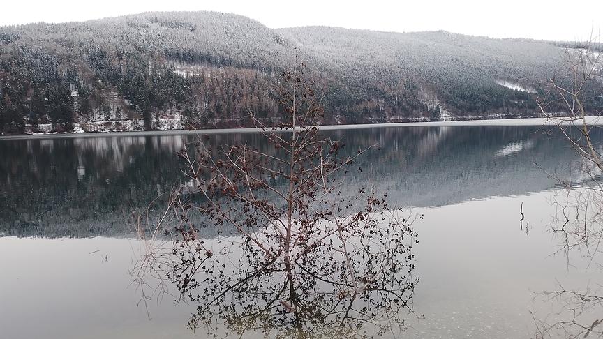 © Oswald Spendier Spaziergang mit Hund Amy in Döbriach am Millstättersee. Ein Baum der beim diesjährigen Unwetter angeschwemmt wurde wächst aus dem See. (Oswald Spendier)