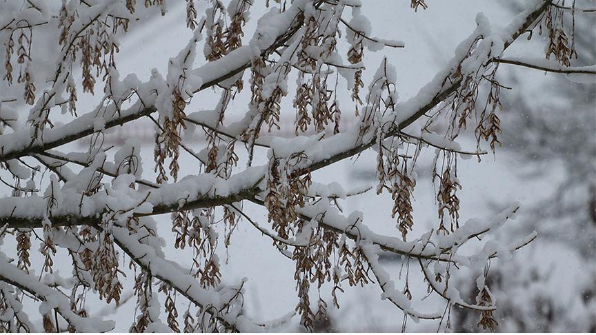 Auf den Ästen liegt eine dicke Schicht Schnee