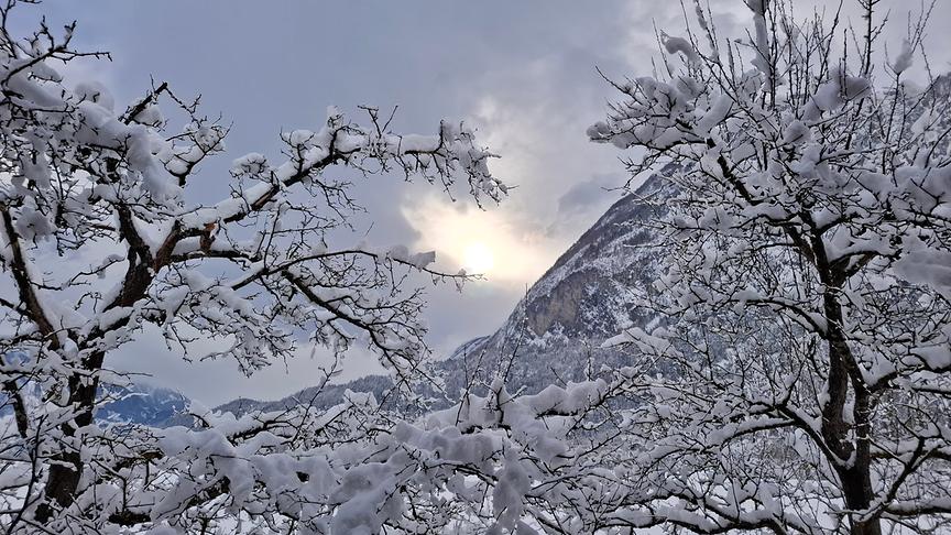 Die Äste der kahlen Bäume sind von einer dicken Schneeschicht bedeckt, im Hintergrund sieht man die Sonne schwach durch die Wolken
