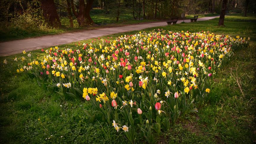 © Reinhard Weigel "Frühlingsbeet" im Erholungsgebiet in Braunau. (Reinhard Weigel)