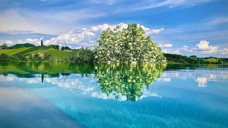 © Ingo Peis Unsere Manna-Esche steht in voller Blüte und spiegelt sich in der Wasserfläche des Pools. (Ingo Peis)