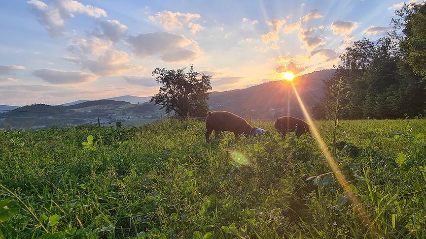 © Helga Grimps Fronleichnammorgen in Oberösterreich. (Helga Grimps)