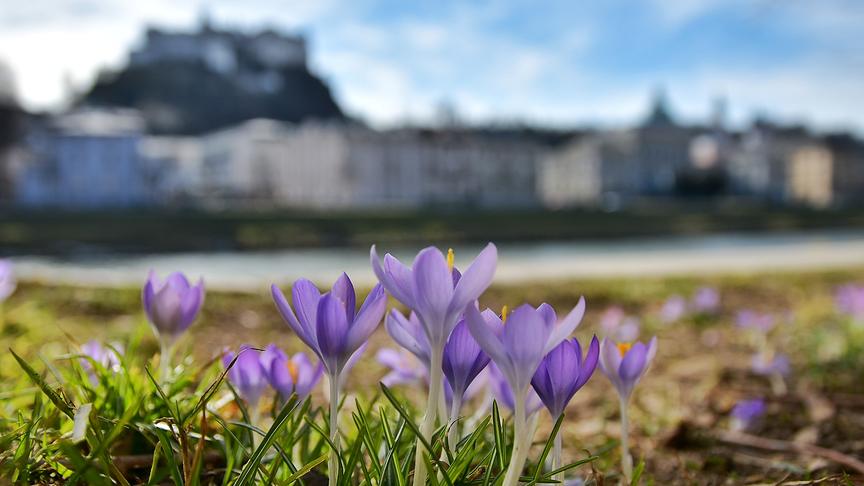 © Silvia Jörg Mit diesen Krokussen am Salzachkai übersende ich herzliche Frühlingsgrüße aus Salzburg. (Silvia Jörg)