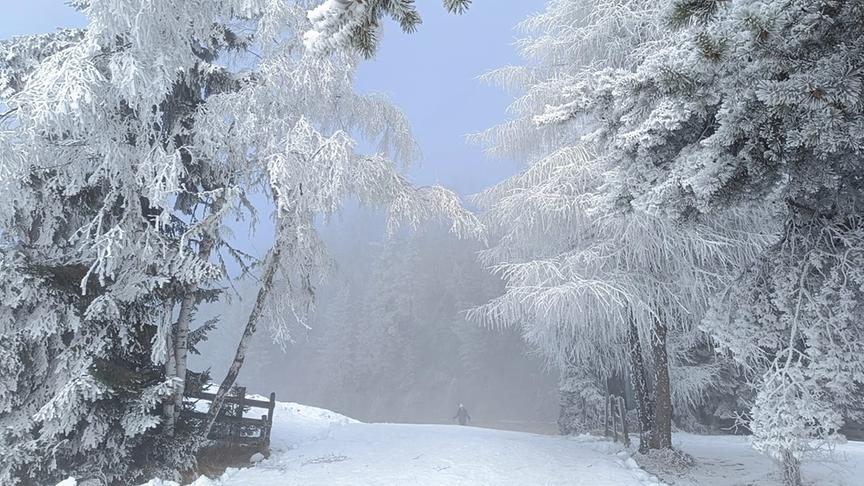 Vereiste Bäume ragen über einen verschneiten Weg hinweg und bauen so einen Durchgang