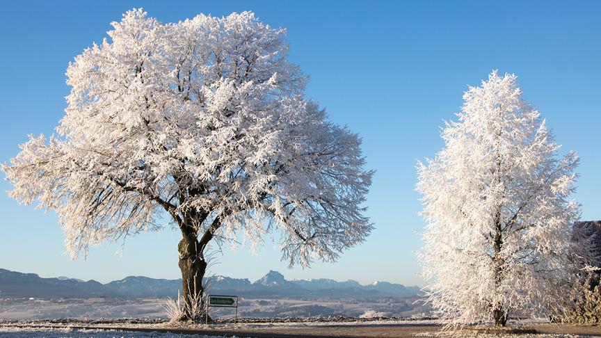 © Wolfgang Diesenreiter Raureif beim Baum in Kremsmünster, im Hintergrund der Traunstein. (Wolfgang Diesenreiter)