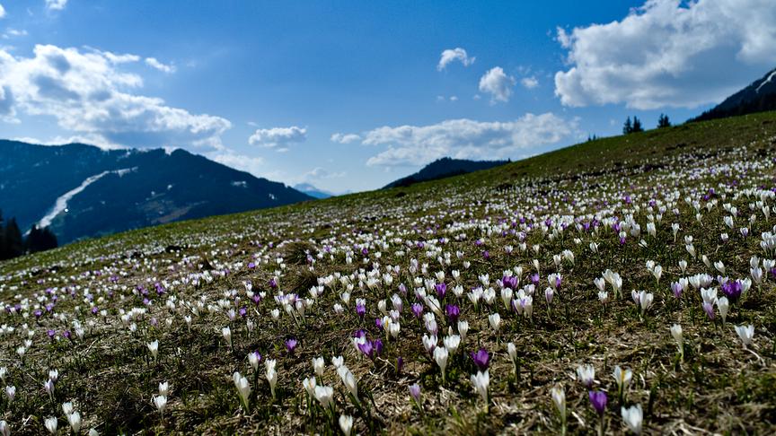 © Simon Trixl Blühende Krokusse an einem wunderschöner Frühlingstag am Hochkönig. (Simon Trixl)