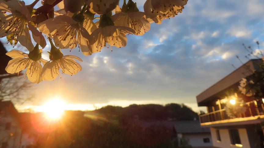 Im Vordergrund hängen weiße Blüten ins Bild. Im Hintergrund geht die Sonne hinter Bergen bei wolkigem Himmel unter und spiegelt sich in einem Haus.