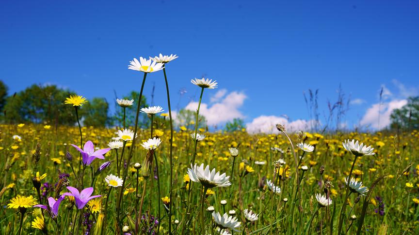 © Maria Fank Naturblumenwiese (Maria Fank)