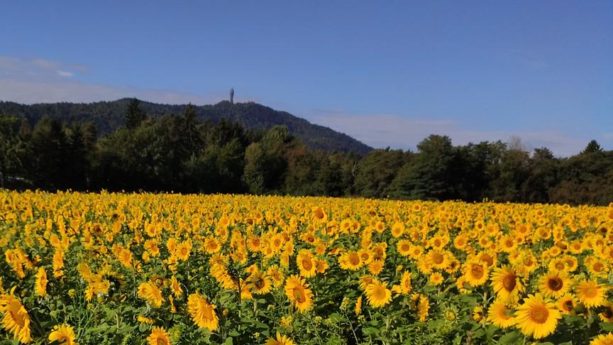 © Lydia Feldkirchner Dieses Sonnenblumenfeld befindet sich in Pritschitz am Wörthersee. Im Hintergrund kann man auch den Pyramidenkogel sehen. (Lydia Feldkirchner)