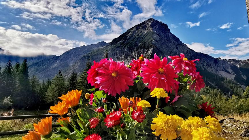 © Doris Blüm Im Hintergrund der Mittagskogel, von der Bertahütte aus - mit den herrlichen Blumen. (Doris Blüm)