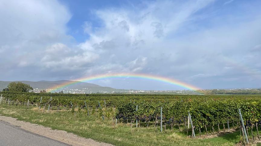 © Simon Buchart Regenbogen-Blick von den Sooßer Weinbergen nach Baden. (Simon Buchart)