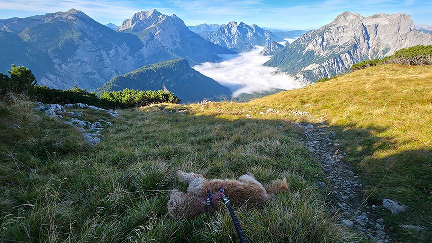 Morgenstimmung am Weg hoch mit Hund zum Tamischbachturm, Bodennebel mit Blick ins Gesäuse, Hochtor, Buchstein, bei Großreifling 