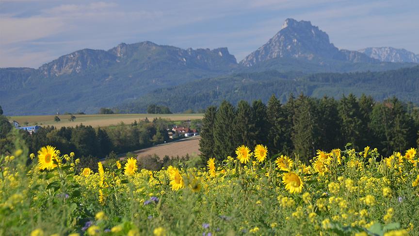 Sonnenblumen vor dem Traunstein