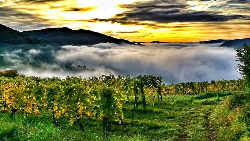 © Werner Geppner Weinlese in Weißenkirchen in der Wachau. (Werner Geppner)