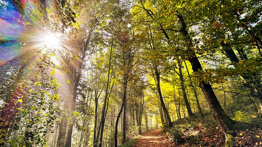 Waldspaziergang in der schönen Herbstzeit. (Doris Stemeseder)