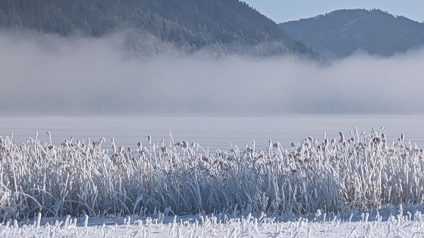 Vereistes Schilfufer vor einem nebligen See mit Bergen im Hintergrund