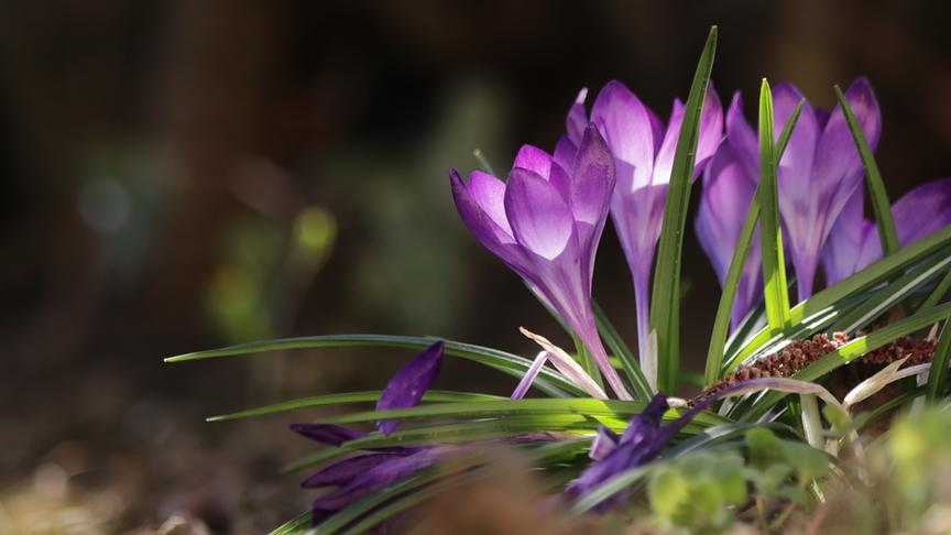 © Herta Kern Der Vorfrühling ist da, der erste Krokus blüht im Garten. (Herta Kern)