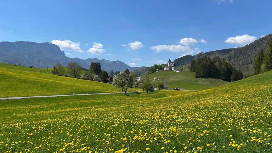 Weitläufige Löwenzahlwiese, im Hintergrund ein Hügel mit einer Kirche und Berge bei schönem Wetter und blauem Himmel.