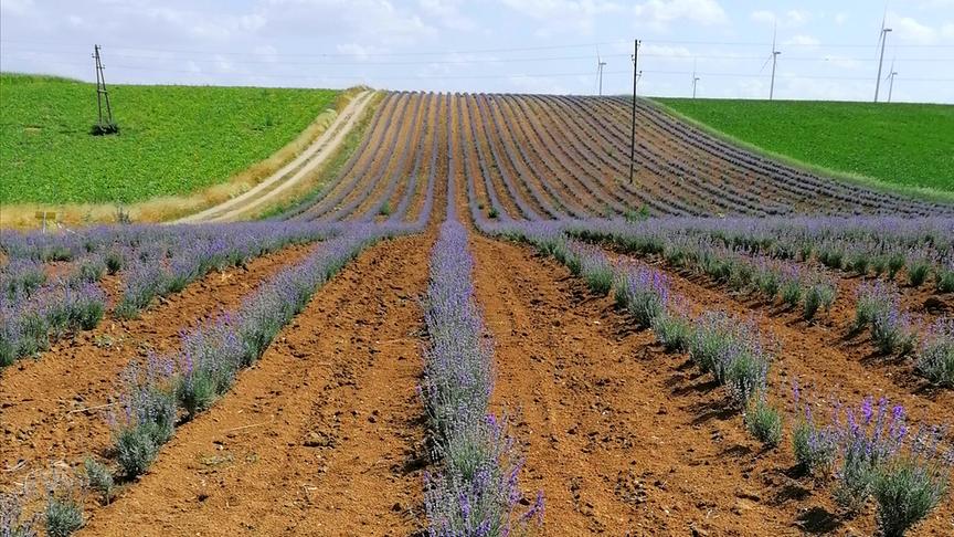 © Christine Regner Lavendelfeld im Weinviertel, an der Straße von Atzelsdorf nach Paasdorf. (Christine Regner)