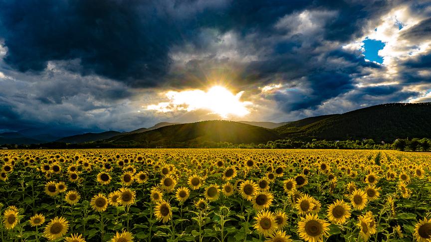© Helmut Hudler Letzte Abendsonne auf den Sonnenblumen bei Winzendorf. Blick Richtung Schneeberg, Fischauer Berge und Hohe Wand. (Helmut Hudler)