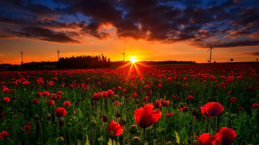 © Michael Kreuziger Waldviertler Graumohn zur Blüte und Sonnenaufgang. (Michael Kreuziger)