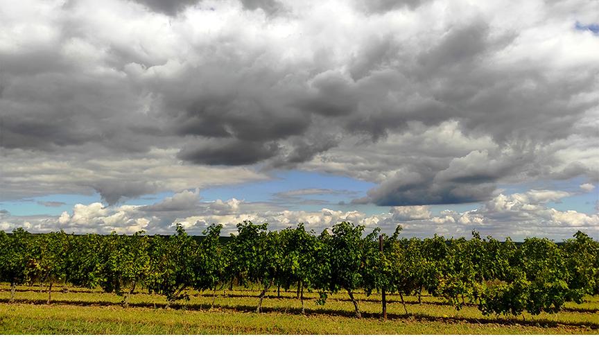 Tiefe, dunkle Wolken ziehen über den Himmel über einem grünen Weingarten mit in Linien gezogenen Reben.