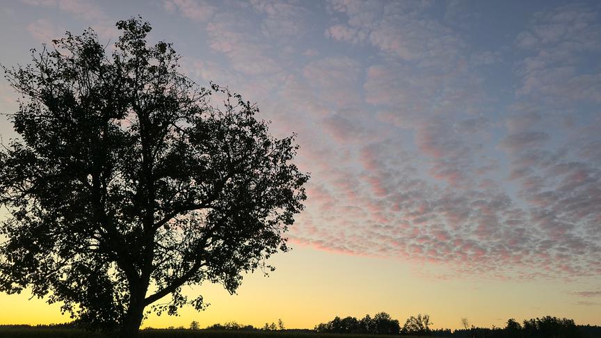 © Franz Zeitlhofer Der stolze Mostbirnbaum und dazu die rosa Schäfchenwolken (Franz Zeitlhofer)
