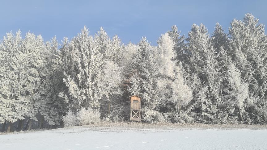 Waldrand mit verschneiter Wiese, weißen Bäumen und Hochsitz 