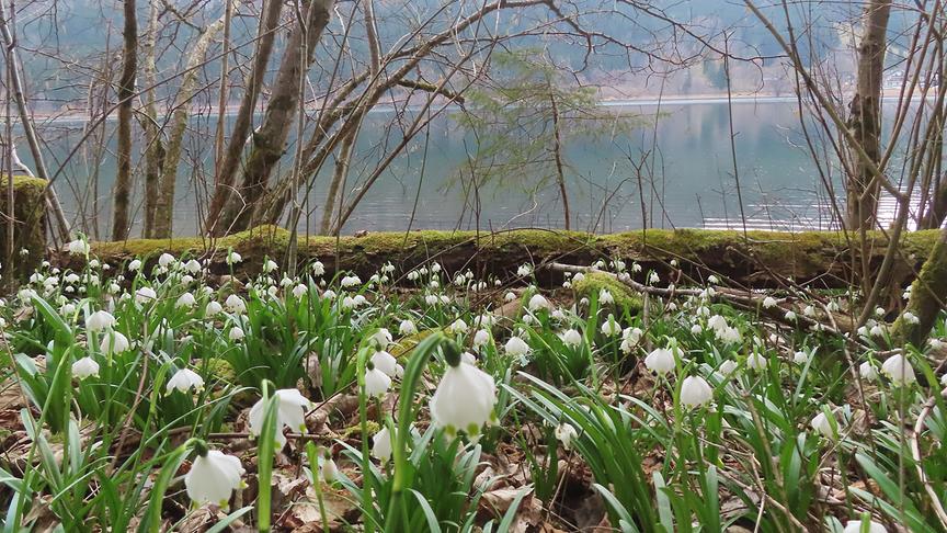 Weiße Frühlingsknotenblumen am Ufer eines Sees.