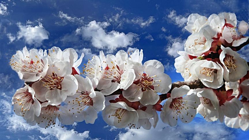 Weit geöffnete Blüten übersäen einen Ast, im Hintergrund blauer Himmel mit Wolken