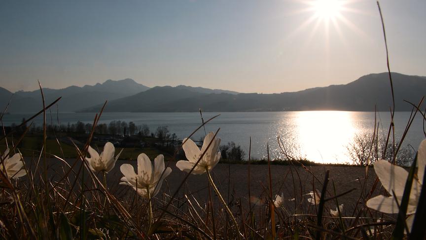 Buschwindröschen strecken sich der Sonne entgegen, im Hintergrund ein See und Berge