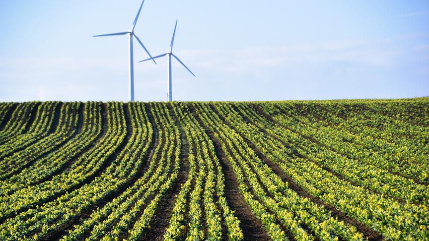 Geradlinig bepflanztes Feld, im Hintergrund Windräder.