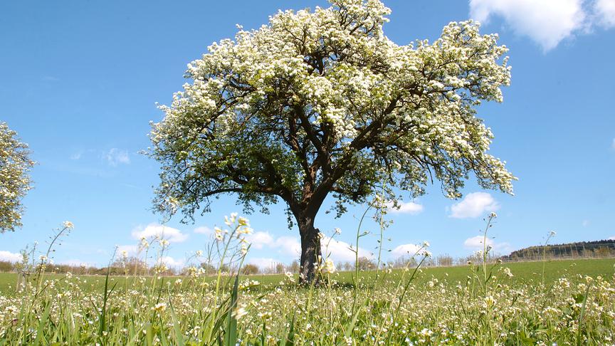 Hohe Blumenwiese mit einem weiß blühenden Baum unter blauem Schönwetterhimmel.