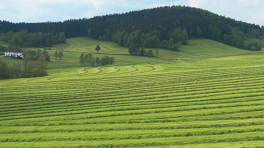 © Sabine Lauß Der erste sonnige Tag nach vielen kalten, regnerischen Tagen und bei unseren Bauern kann endlich die Siloernte starten. (Sabine Lauß)