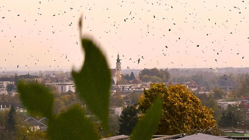 © Franz Gruber Der angekündigte Wetterumschwung fegt über Schärding: Tiefhängende Wolken, stürmischer Wind, Regenschauer und Temperatursturz. Das bunt gefärbte Herbstlaub schwebt stürmisch durch die Lüfte. (Franz Gruber)