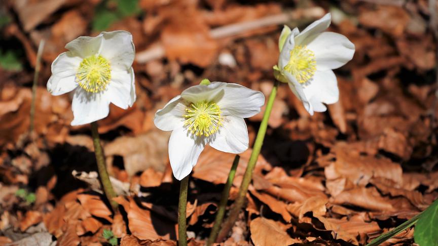 © Walter Hochfellner Schneerosenblüte bei der Ewigen Wand in Bad Goisern. (Walter Hochfellner)