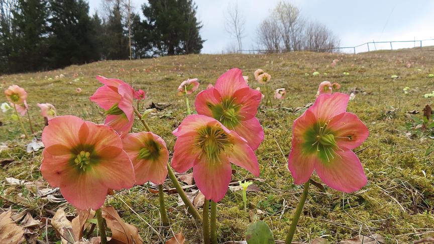 Rosa Blumen im Vordergrund, im Hintergrund eine Wiese, darüber grauer Himmel