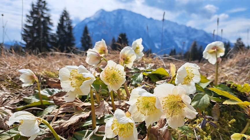 Im Vordergrund weiße Blumen, im Hintergrund Berge und wolkiger Himmel