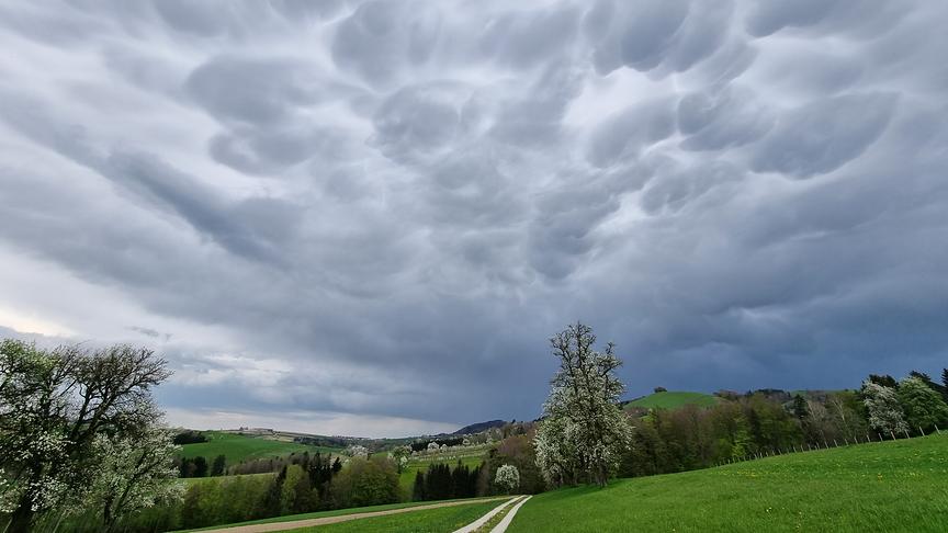 © Karl Gruber Auffällige Wolkenformationen mit Obstbaumblüte in der Nähe vom Mostheurigen Reikersdorfer, Greinöd bei Neuhofen an der Ybbs. (Karl Gruber)
