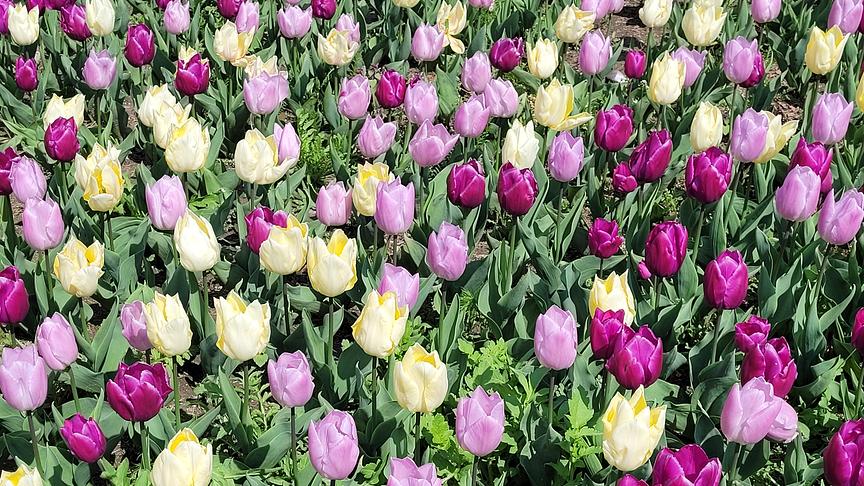 © Carina Bauer Tulpen in Jedlesee. (Carina Bauer)