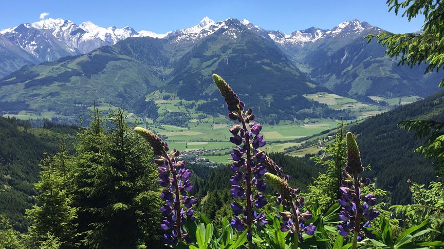 © Andreas Schwab Blick vom Piesendorfer Sonnberg Richtung Hohe Tauern/Kitzsteinhorn. (Andreas Schwab)