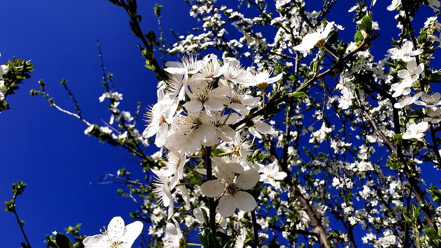 © Gerti Portisch Kirschblüte in Kleinhadersdorf (Gerti Portisch)
