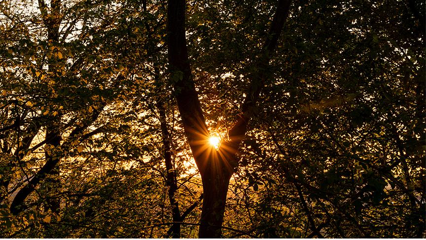 Sonne scheint warm durch die Äste und Blätter von Bäumen und genau durch eine Astgabelung.